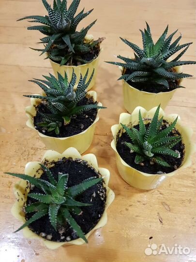 Цветочная мелочь