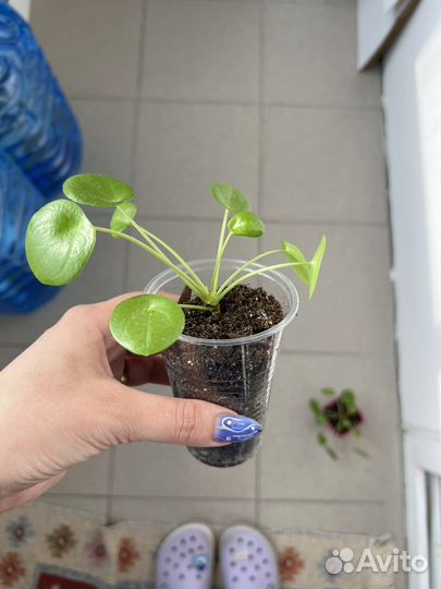 Пилея пеперомиевидная