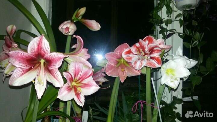 Гиппеаструм