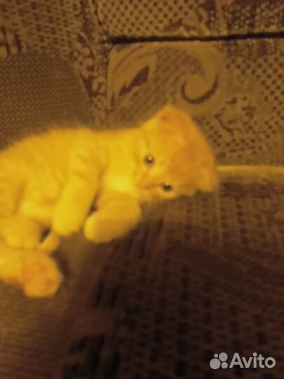 Котик бесплатно