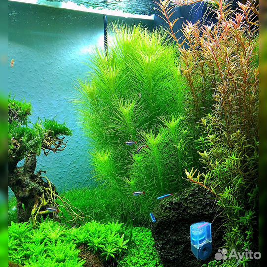 Погостемон Эректус, меристема