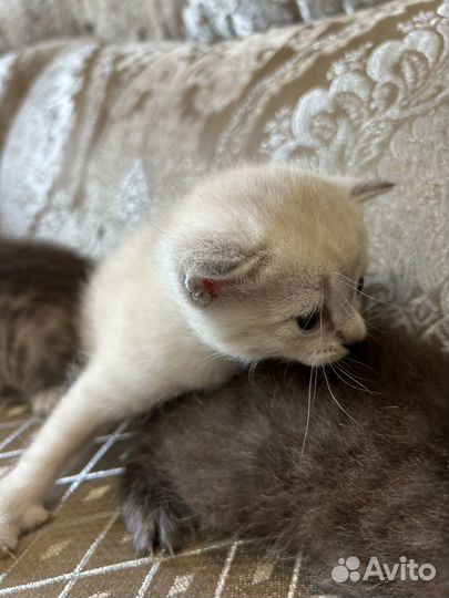 Котята в дар бесплатно