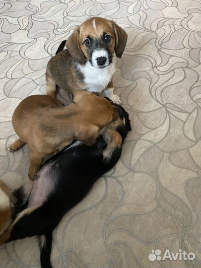 Собака в добрые руки маленькая порода