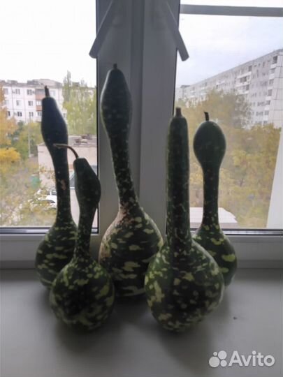 Тыква декоративная