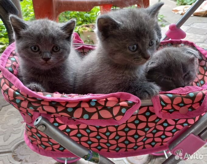 Британские котята
