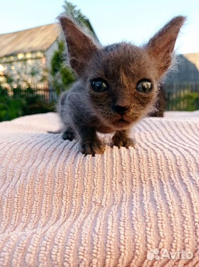 Канадский сфинкс котенок