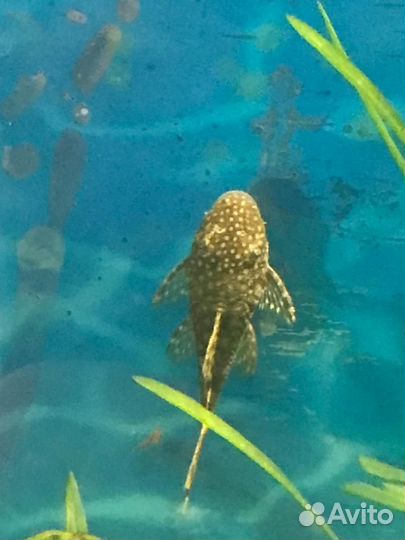 Продам сомиков анциструсов, креветок и улиток