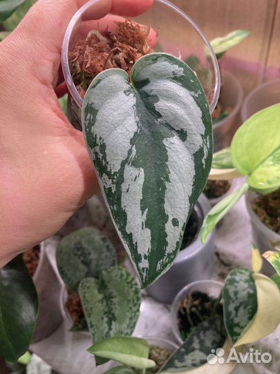 Сциндапсус