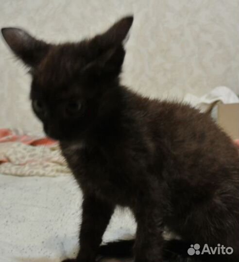 Котенок девочка в добрые руки