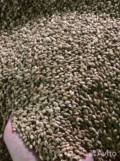 Корма для животных. Зерно. Пшеница. Комбикорм