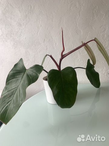 Монстера(филодендрон)