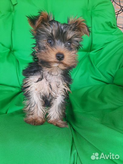 Йоркширский терьер