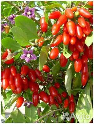 Ягоды годжи