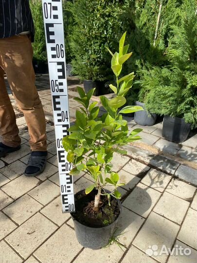 Сладкий аромат