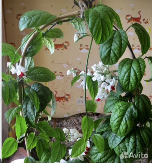 Клеродендрум