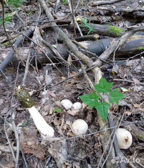 Гриб целебный 