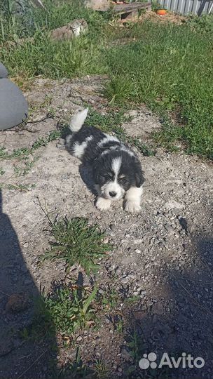 Собака в добрые руки отдам бесплатно