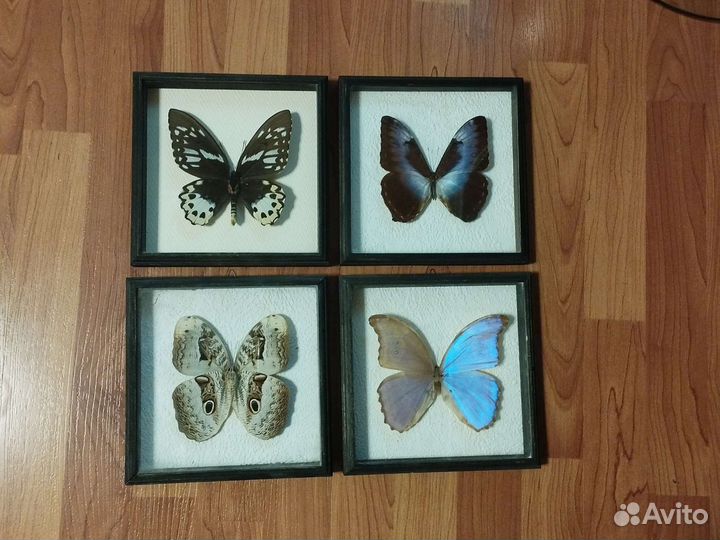 Бабочки в рамках