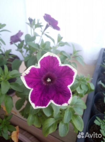 Вегетативная петуния и калибрахоа