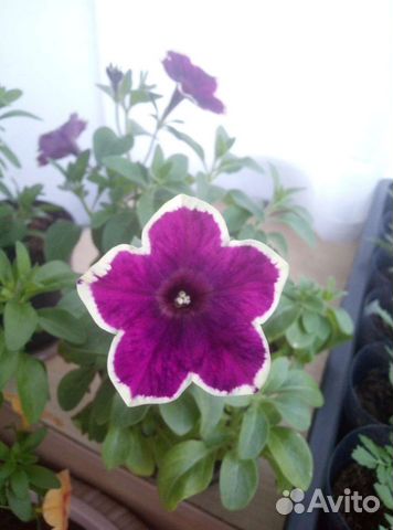 Вегетативная петуния и калибрахоа