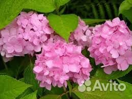 Гортензия крупнолистная (макрофилла)