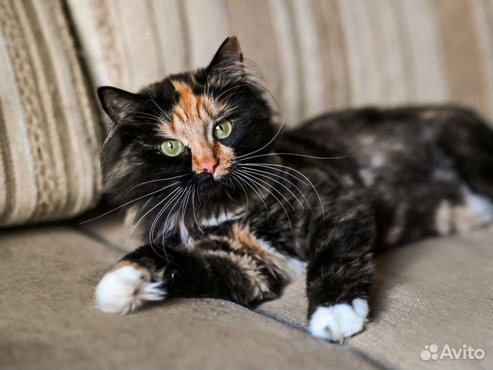 Кошка звезда Тик-Тока в добрые руки