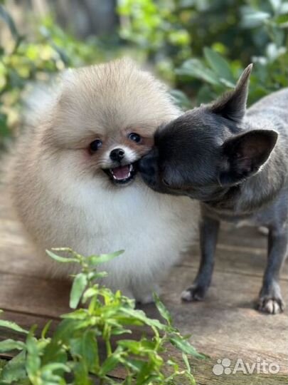 Померанский шпиц