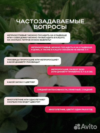 Лилия ла-гибрид ларино (луковицы)