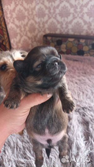 Щенки пекинеса