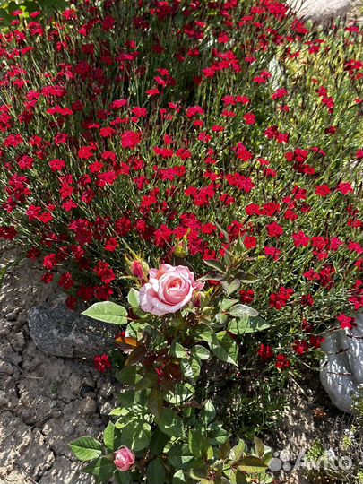 Многолетние садовые цветы, тимьян, хосты, гвоздика