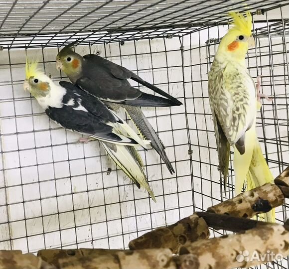 Попугай Корелла