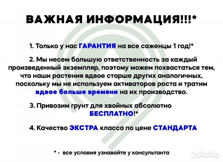 Можжевельник блю эрроу 1,19 м и др