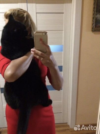 Британский котенок