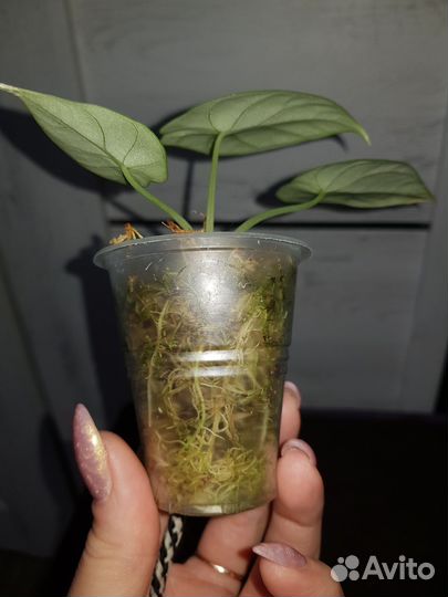 Домашние растения