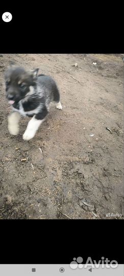 Девочка хаски