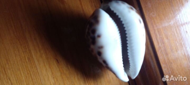 Ракушка до 1917 г