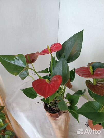 Антуриум Красный, цветет