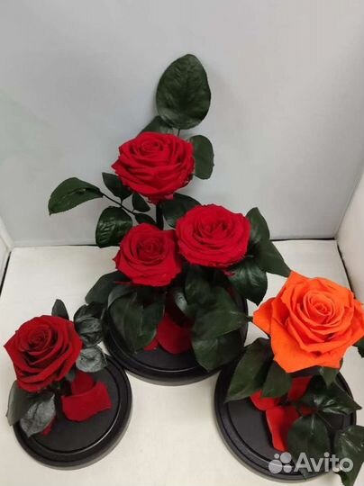 Роза в колбе