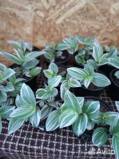 Традесканция