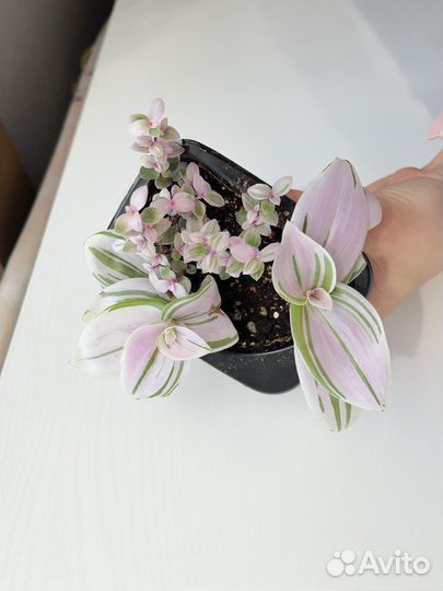 Традесканция нанук и каллизия розовая пантера