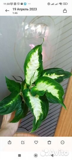 Сортовые Аглаонемы