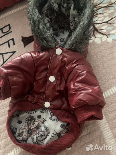 Одежда и обувь для собак