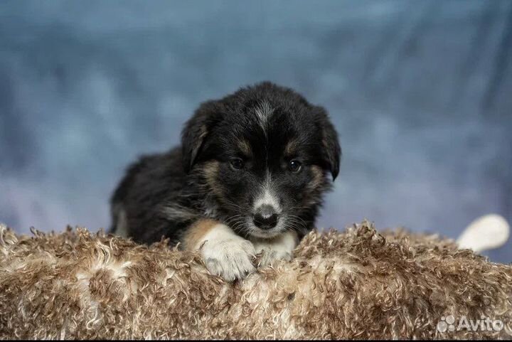 Милая Розочка ищет дом