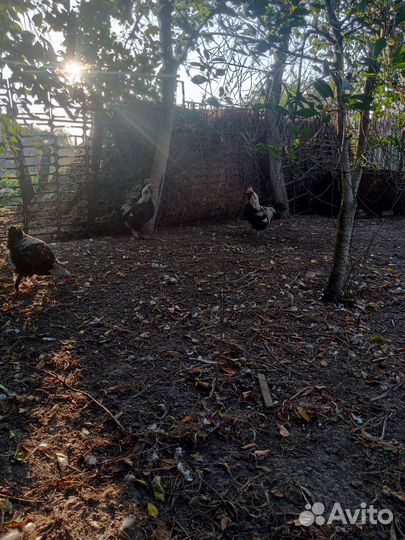 Индоутки мускусные