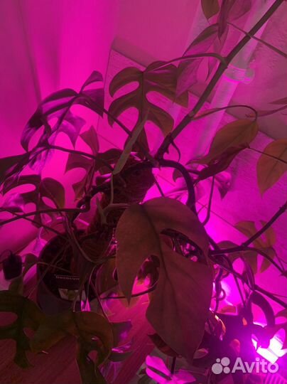 Монстера минима