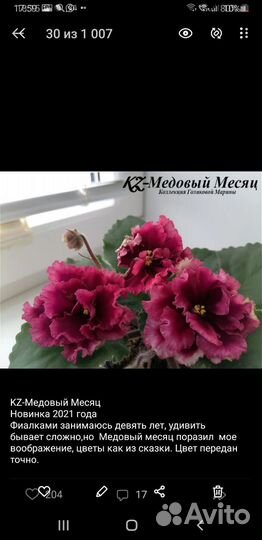 Сортовые фиалки