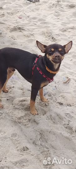 Кобель для вязки той - терьер