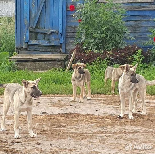 Щенки. В добрые руки. Sos