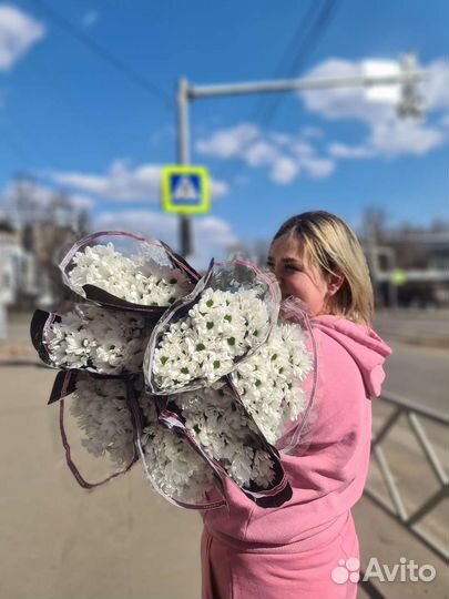 Хризантема ромашки