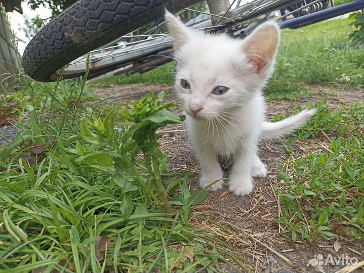 Кошки в добрые руки бесплатно